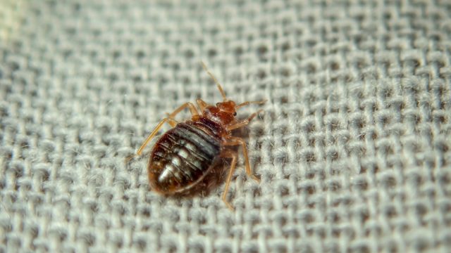 Bed bug