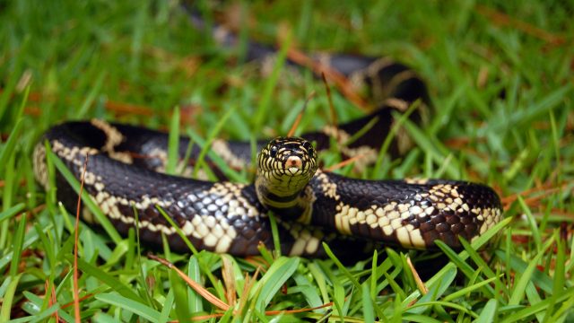 A snake hiding in the grass on a lawn or yard