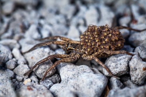 Wolf spider