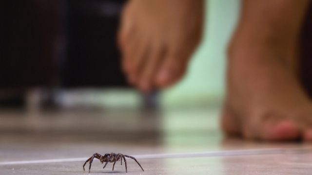 person in bare feet walking on tire floor with spider in front of them