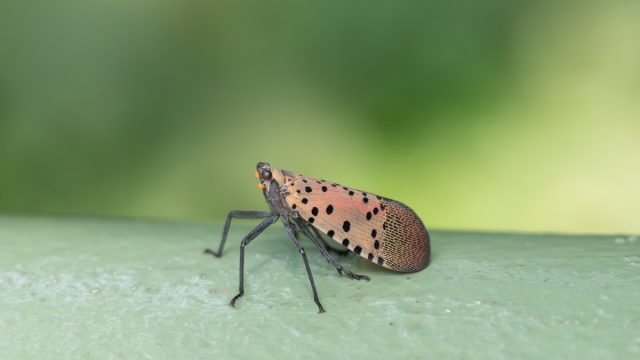 Spotted lanternfly