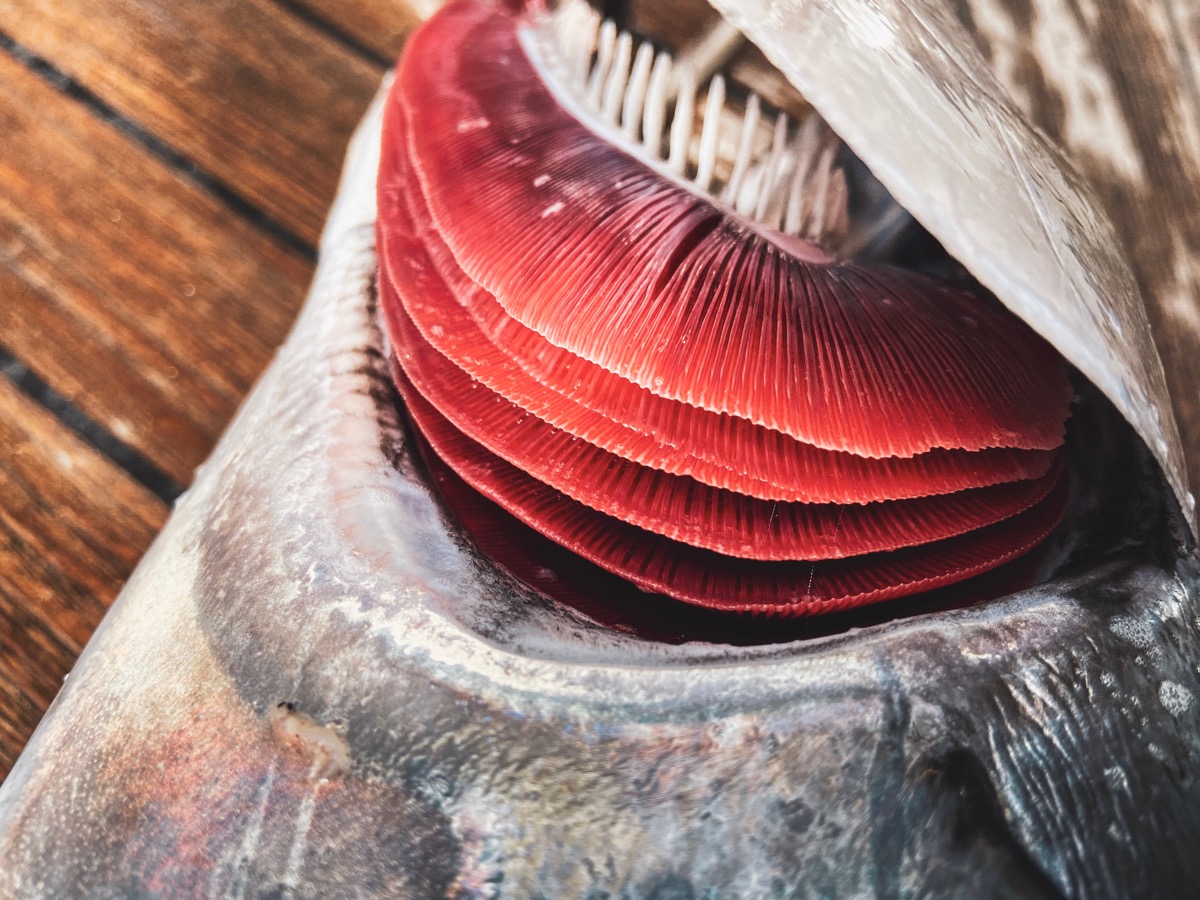 Tuna fish red gills