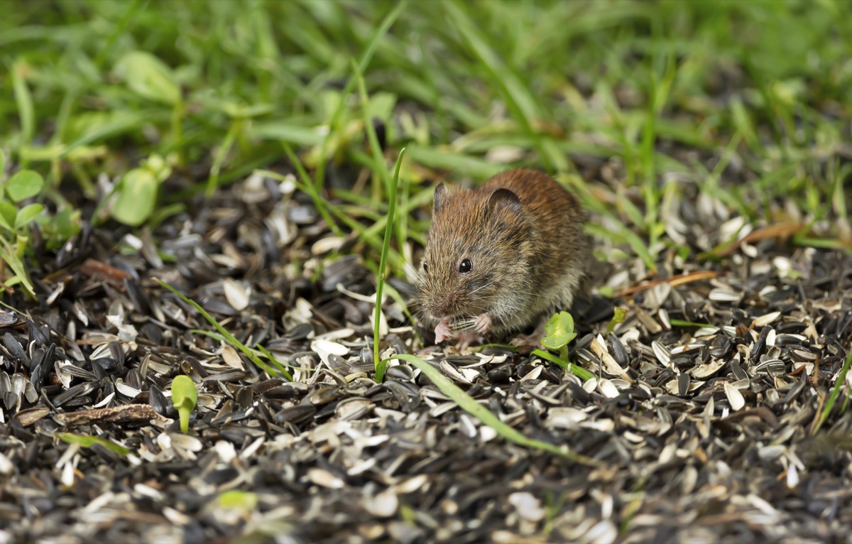 Mouse feeding on a sunflower seeds under a bird feeder.