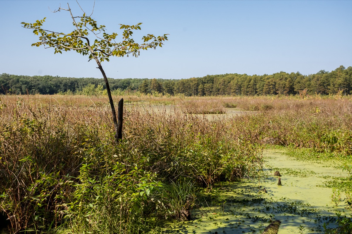 swamp in the larue-pine hills nature preserve