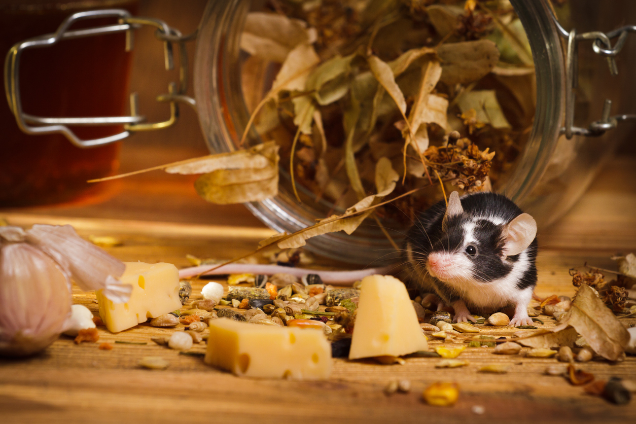 A black and white mouse surrounded by food in a kitchen cabinet