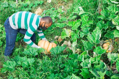 ardener in protective mask picking crop of pumpkins on vegetable garden in autumn. Concept of viral infection prevention or dust protection