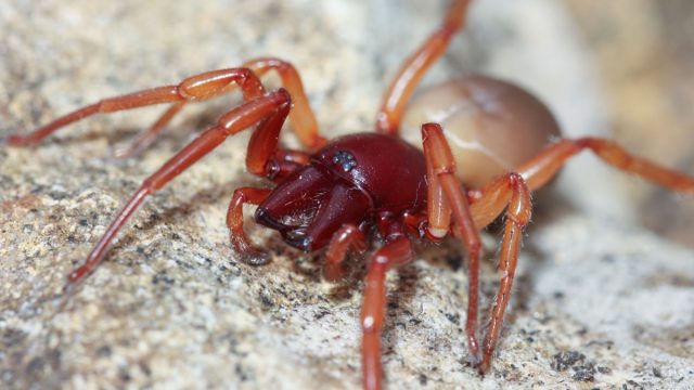 sowbug killer spider on rock