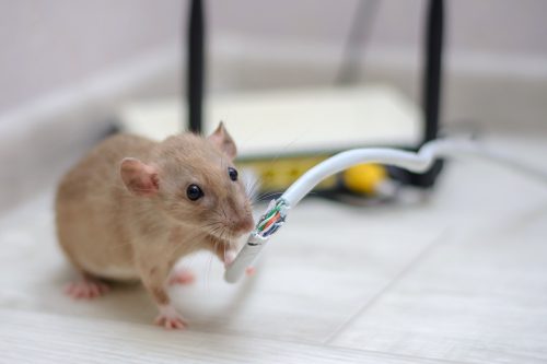 rat gnawed through the twisted pair and connector from the home router