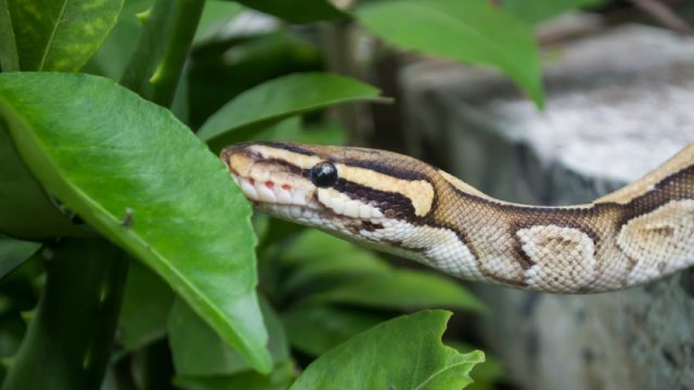 close up of snake on leaves in backyard
