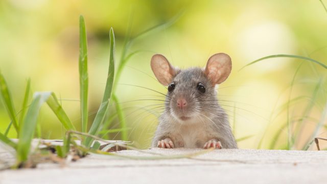 A mouse or rat standing in a yard
