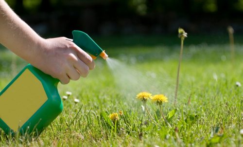 spraying plants