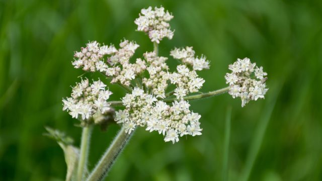 poison hemlock plant with white flowers