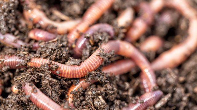 Earthworms crawling in the dirt