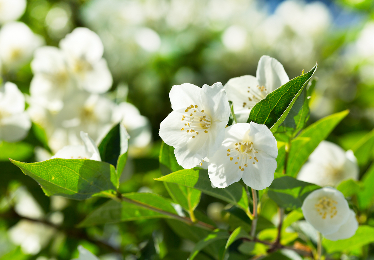 jasmine flower