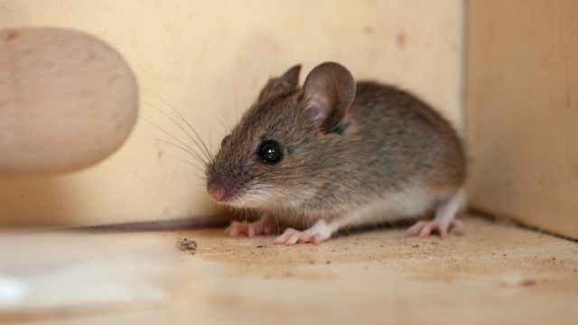 House,Mouse,In,The,Corner,Of,The,Cupboard.,Variation,2