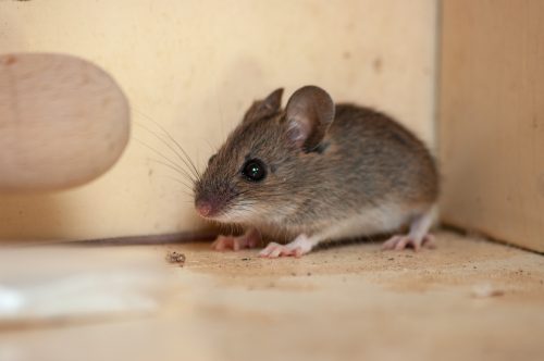 mouse cowering in the corner