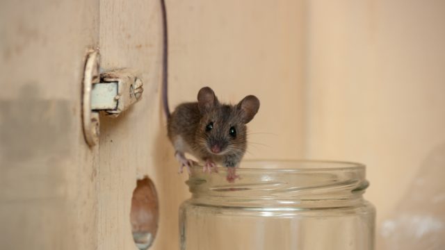 A small house mouse standing on the edge of a glass jar in a cabinet