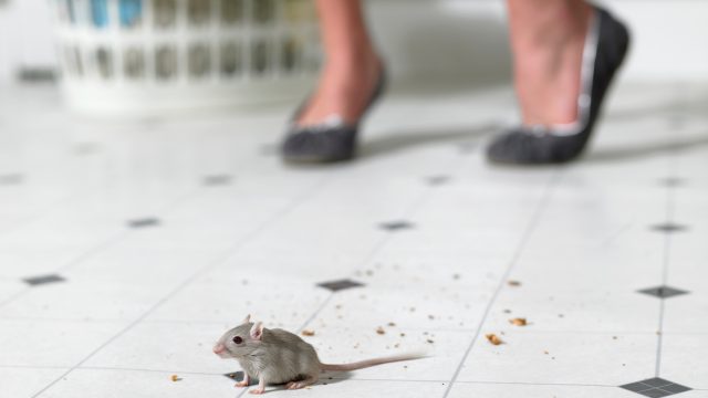 A close up of a moue sitting on a kitchen floor while a person stands nearby