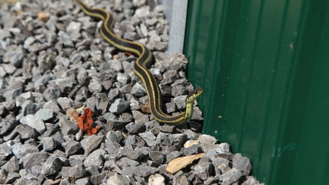 A snake on rocks outside a house trying to get into a basement