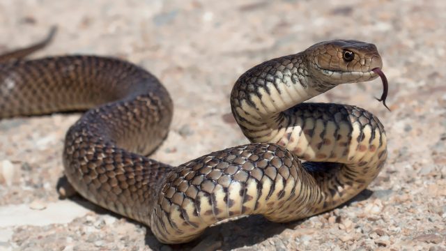 A snake sitting on the ground with its head up