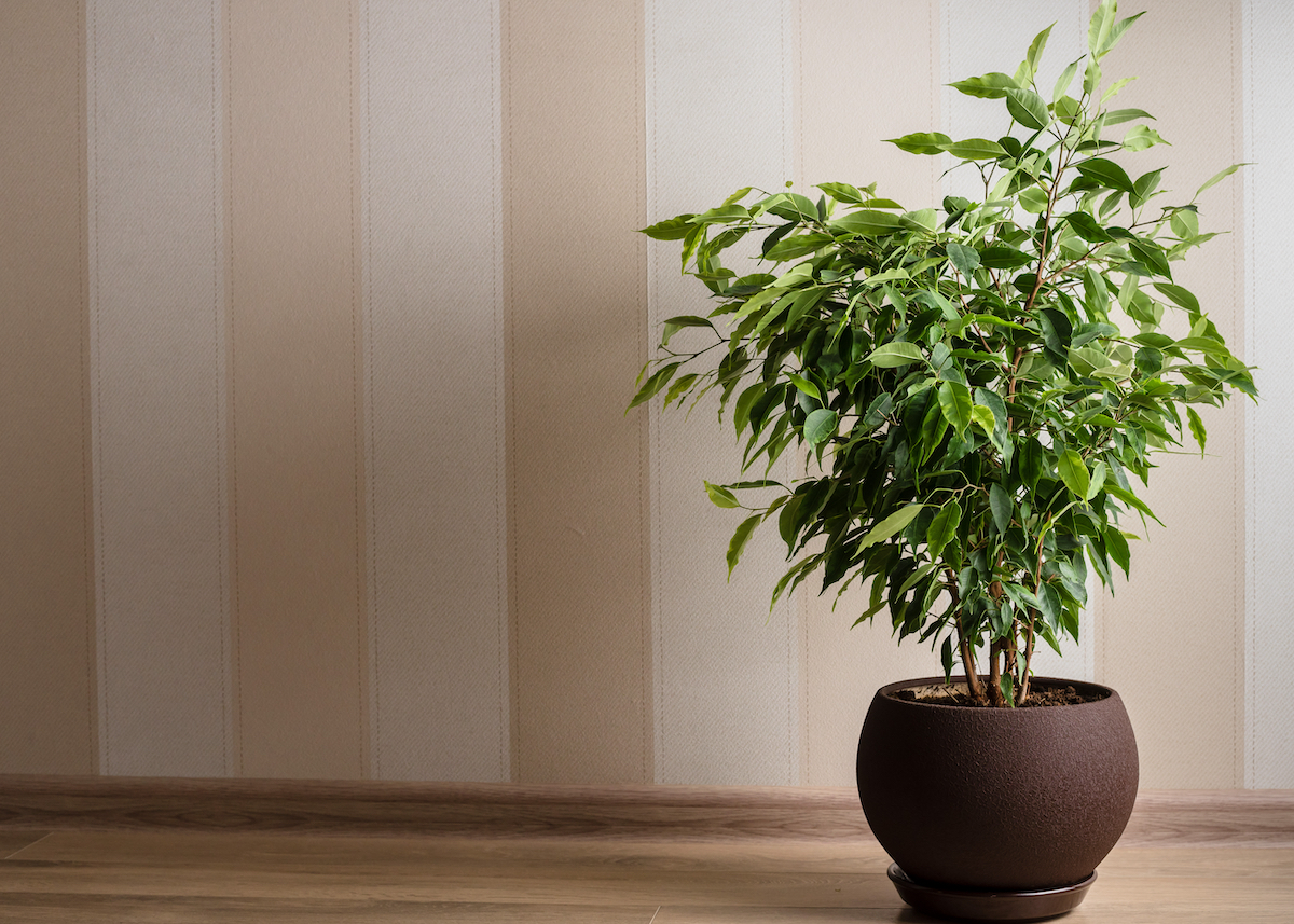 Weeping Fig plant in a black pot against a beige wall