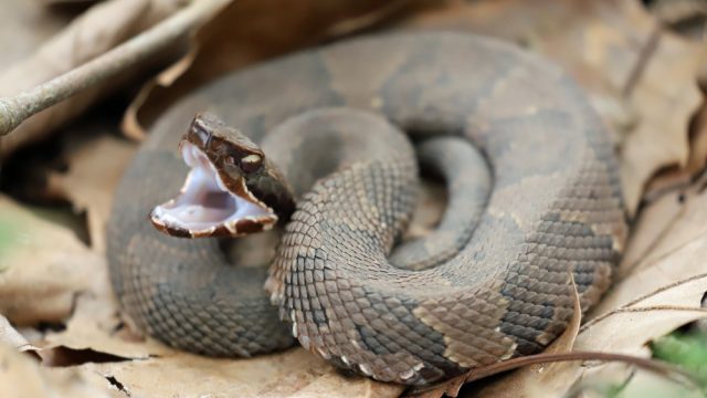 A cottonmouth or water moccasin snake opening its mouth on a pile of leaves