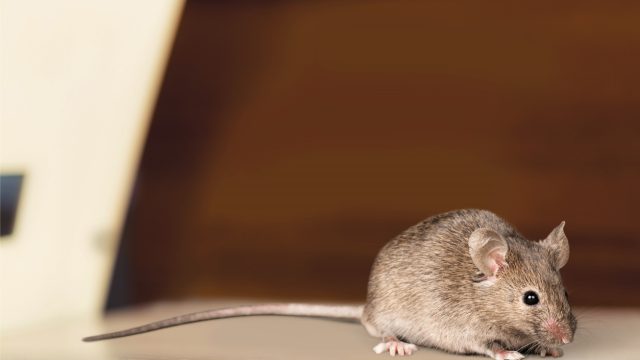 A mouse sitting on the floor in someone's attic or home