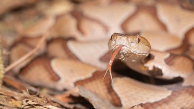 copperheard snake