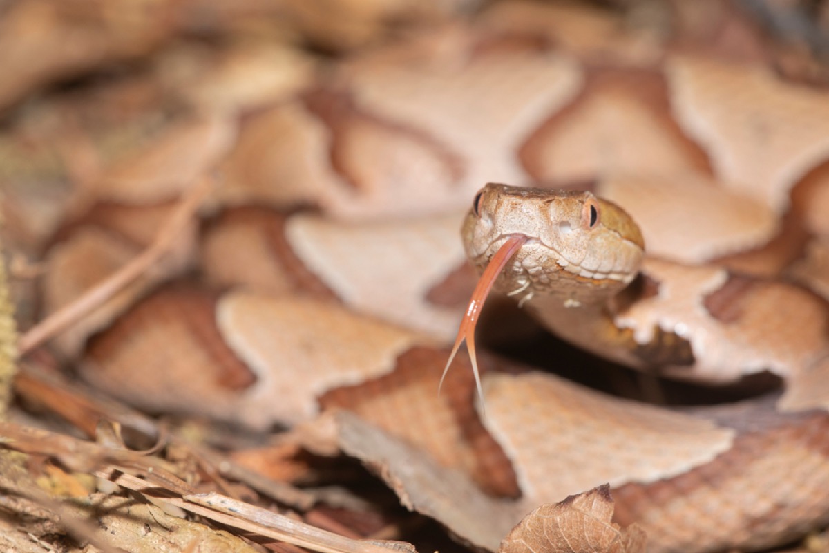 copperheard snake