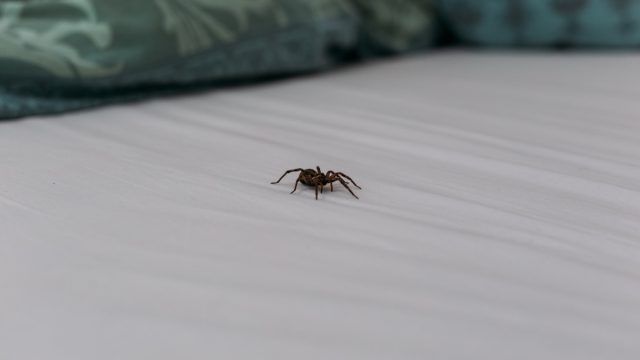 spider-on-sheets