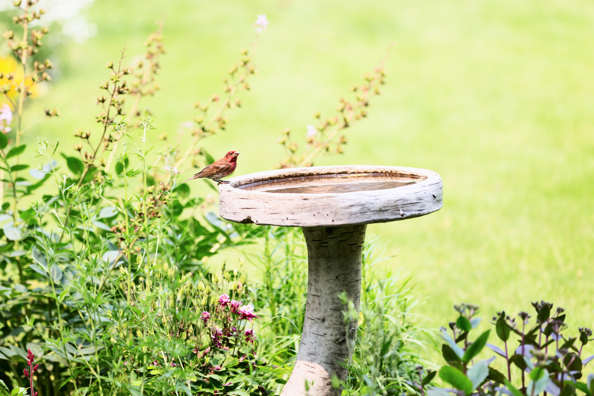 bird bath