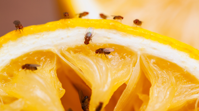 fruit flies on a lemon