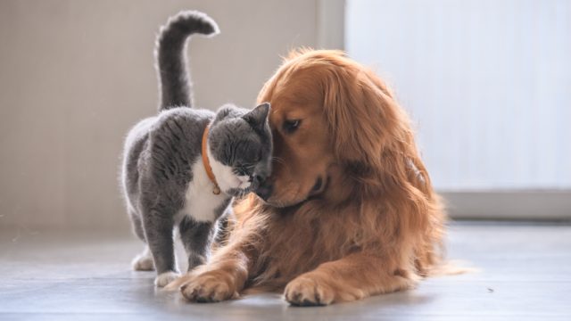 cat and dog touching noses