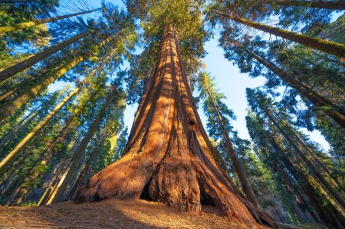 sequoia tree
