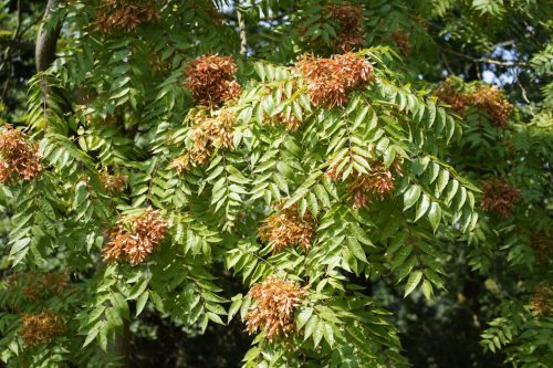 tree of heaven