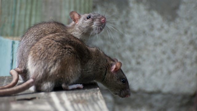 pair of rats
