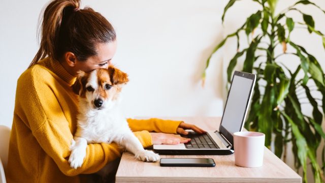 young woman working on laptop at home,cute small dog besides. work from home, stay safe during coronavirus covid-2019 concpt