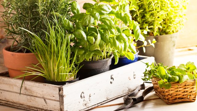 mixed herbs such as basil, chives and rosemary in pots in a wooden tray,