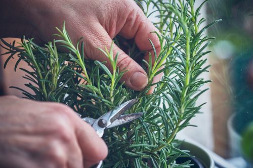 A close-up of a person cutting their rosemary plant