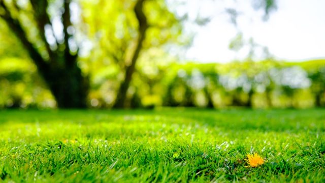 close up of grass in yard