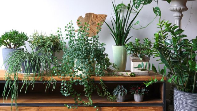 houseplants on display
