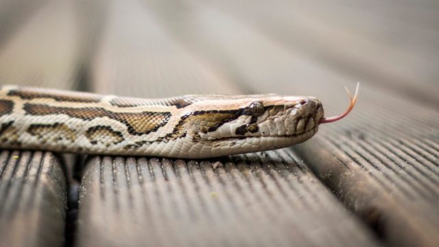 Python snake on the hardwood floor