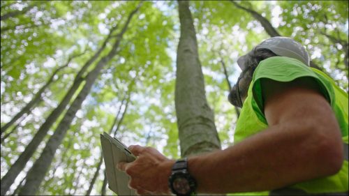 Biologist environmentalist examining the condition of the forest and the trees. Environmental conservation.