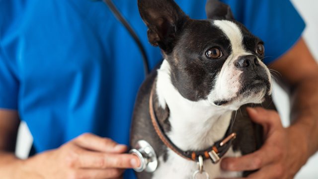Boston Terrier dog being examined by a vet using stethoscope.
