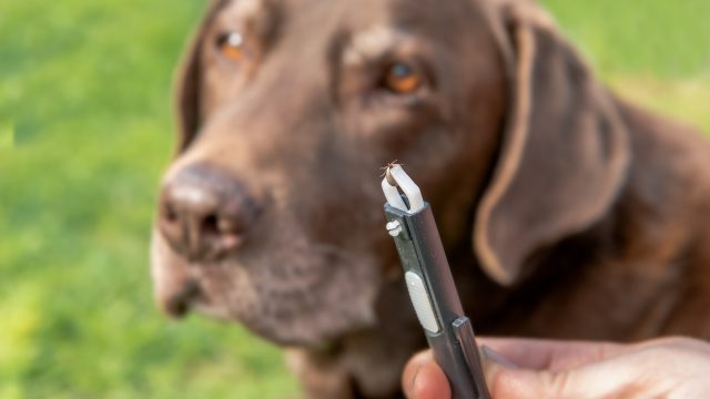 Close up of a pair of tweezers holding a tick that's been removed from the chocolate lab dog in the background