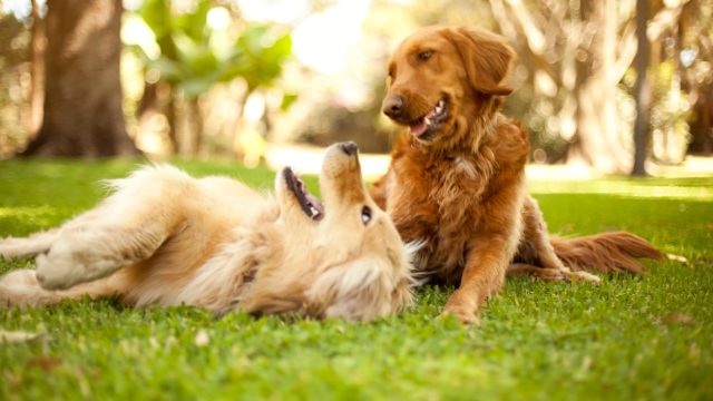 Two dogs playing on the grass at a dog park