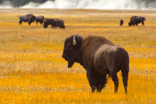 bison yellowstone national park