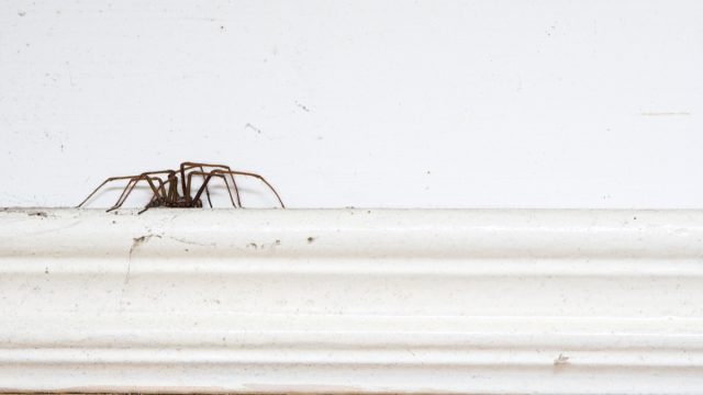 spider on molding