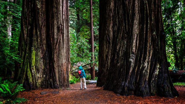 A hiker walking between massive redwood trees