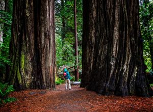 A hiker walking between massive redwood trees